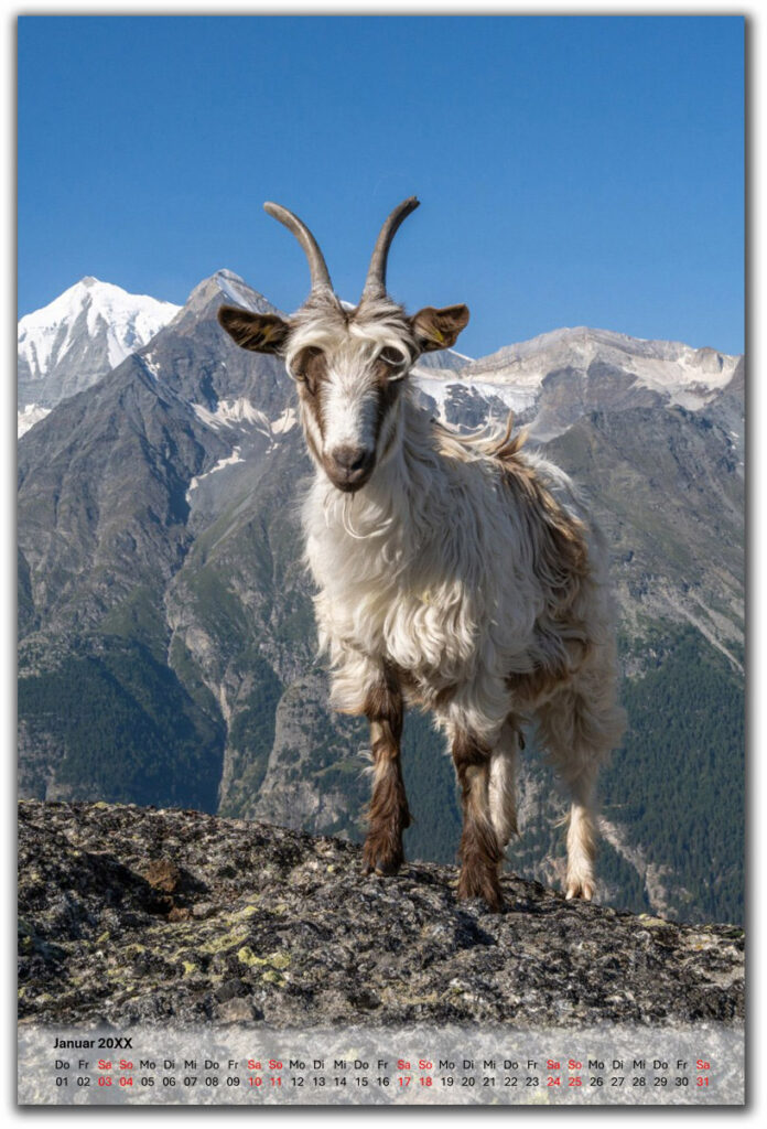 A4 hoch weisser transparenter balken