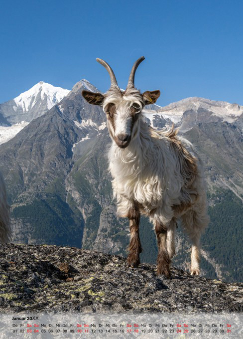 Tischkalender 13x18 hochformat weisser transparenter Balken