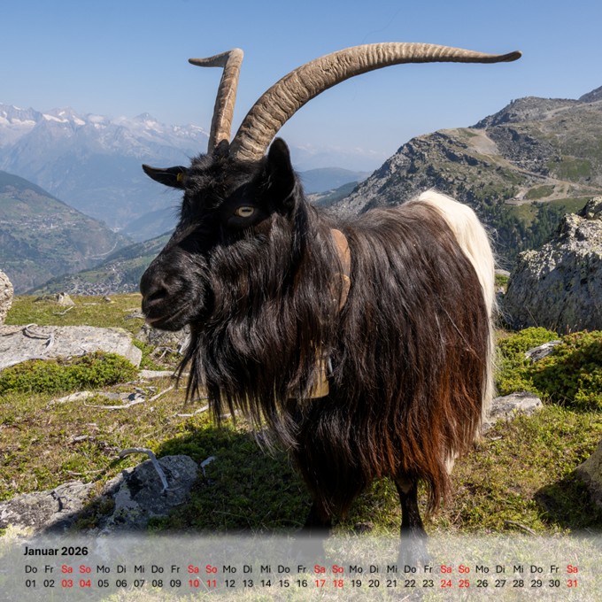 Tischkalender quadrat gross 18x18cm