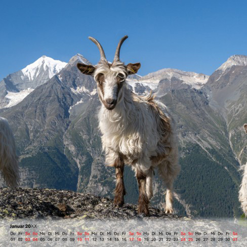 Tischkalender quadrat klein 13x13cm